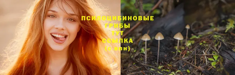 как найти закладки  Исилькуль  Псилоцибиновые грибы Psilocybe 